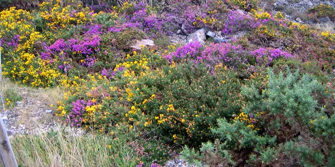 Pflanzen im National Park Connemara