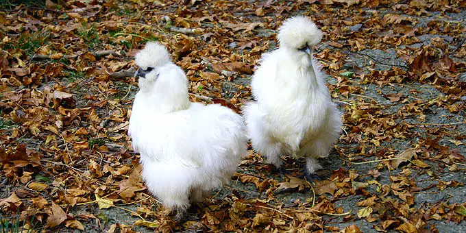 zwei weiße Hühner in den Anlagen des Chateau de la Poste im Belgien Urlaub