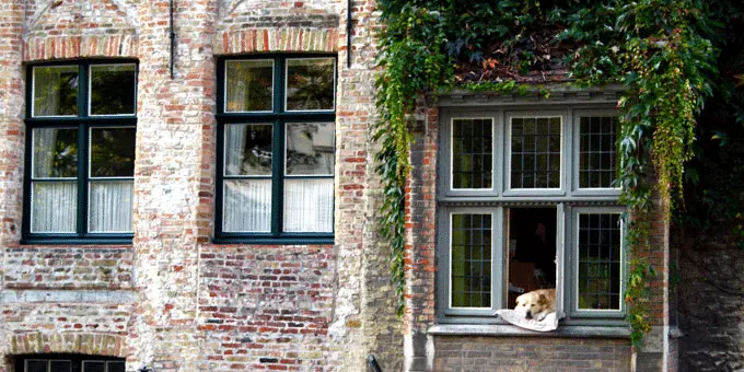 Ein schlafender Hund in einem Fenstersims - Flandern Rundfahrt