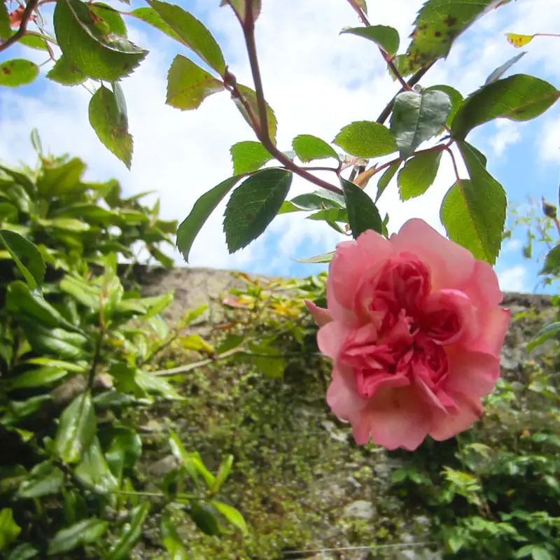 reisetipps-cork-reisetipps-irland-blarney-castle-Herbaceous-Border-rose