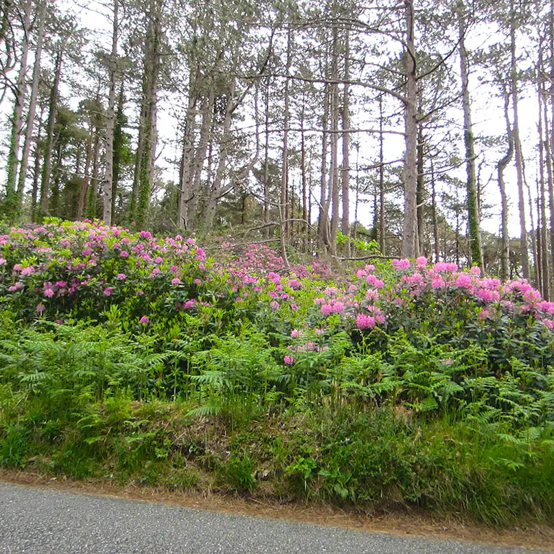 Rundreise-irland-reisetipps-irland-Rhododendron-plage