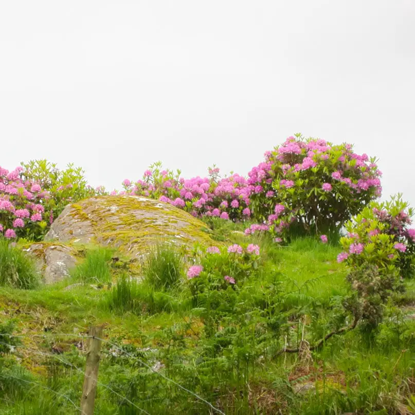 Rundreise-irland-reisetipps-irland-Rhododendron