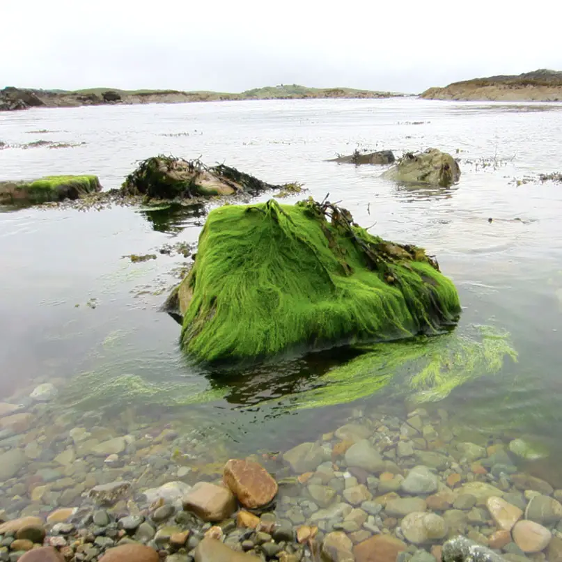 Rundreise-irland-reisetipps-irland-algen