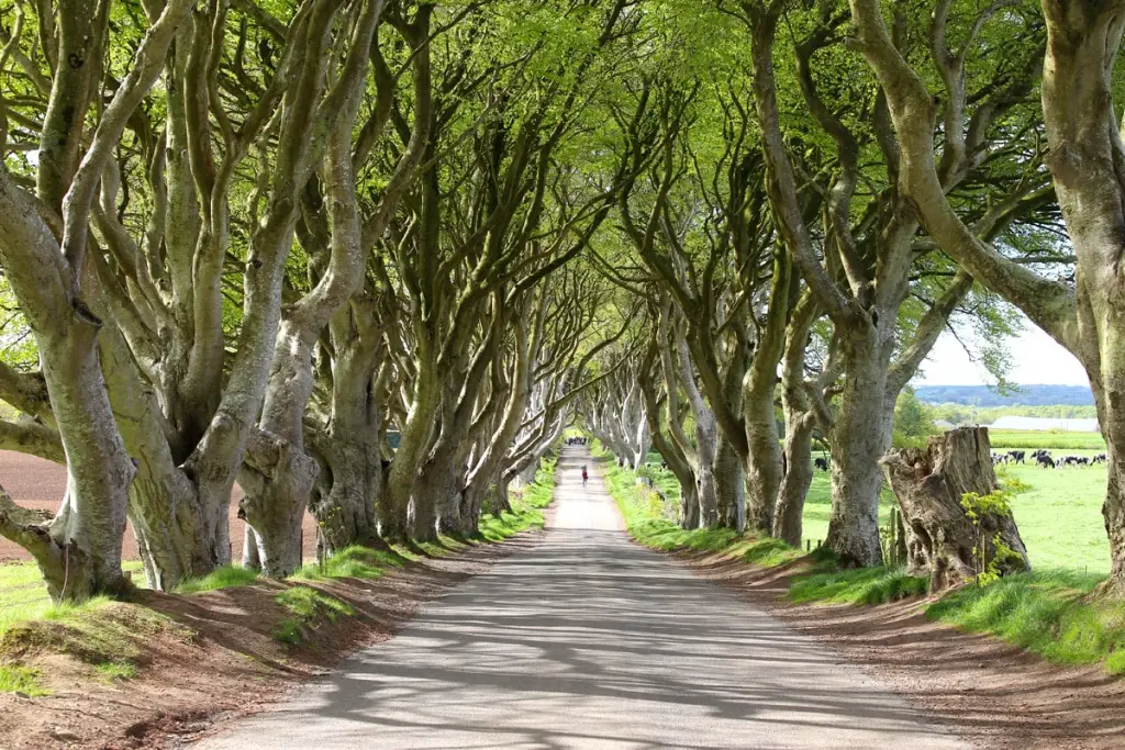 sehenswuerdigkeiten-reisetipps-nordirland-reisetipps-irland-dark-hedges-game-of-thrones-perspektive